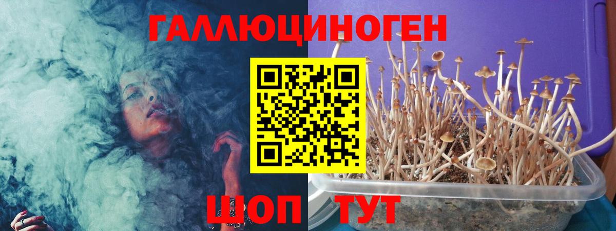 где продают   Псилоцибиновые грибы GOLDEN TEACHER  Вход с VPN  Благодарный 